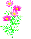 cosmos15.gif